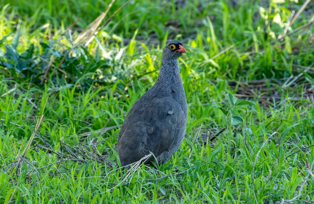 Red-billed Spurfowl - ML649522596