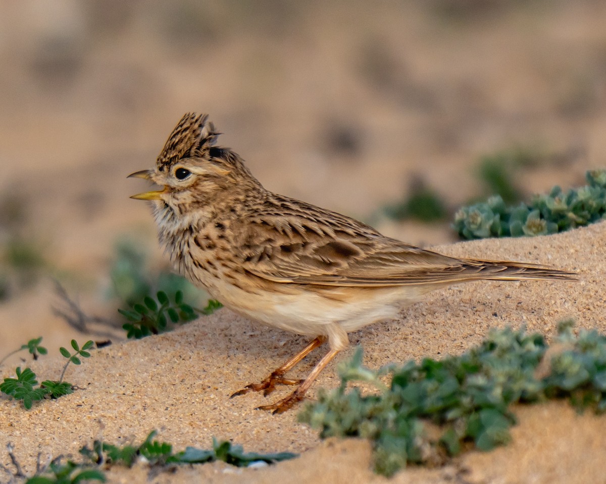 Жайворонок сірий - ML649522840