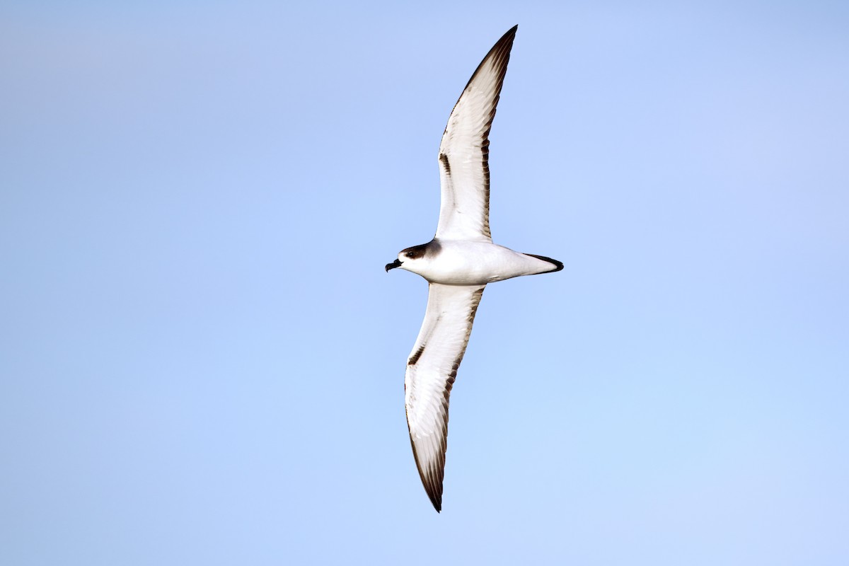 Juan Fernandez Petrel - ML649523007