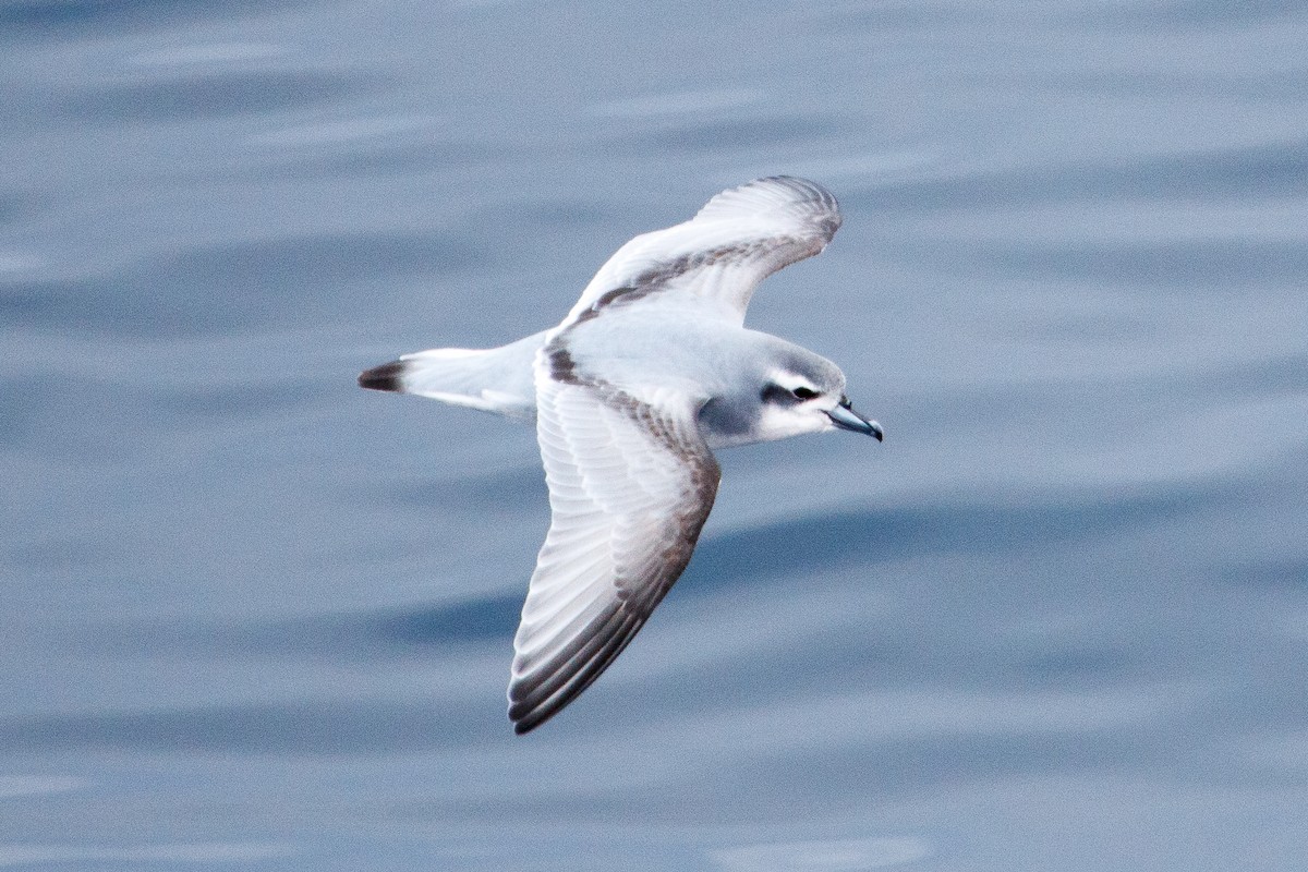 Antarctic Prion - ML649523024