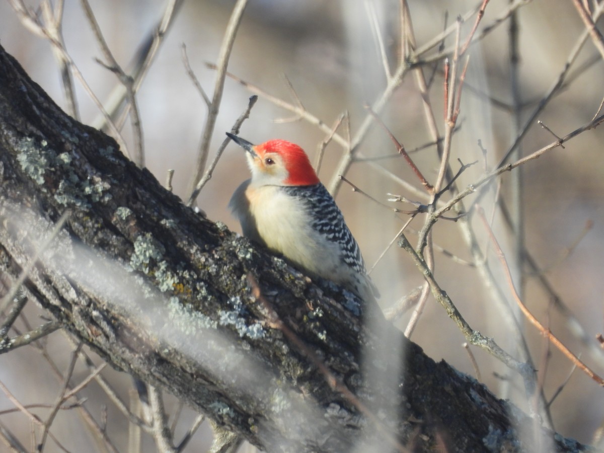 Carolinaspecht - ML649523254