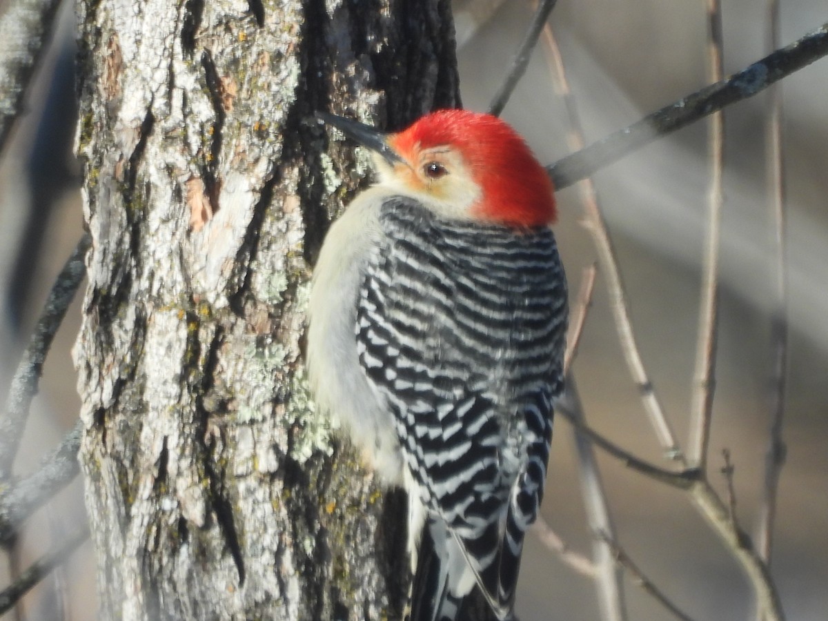 Carolinaspecht - ML649523257