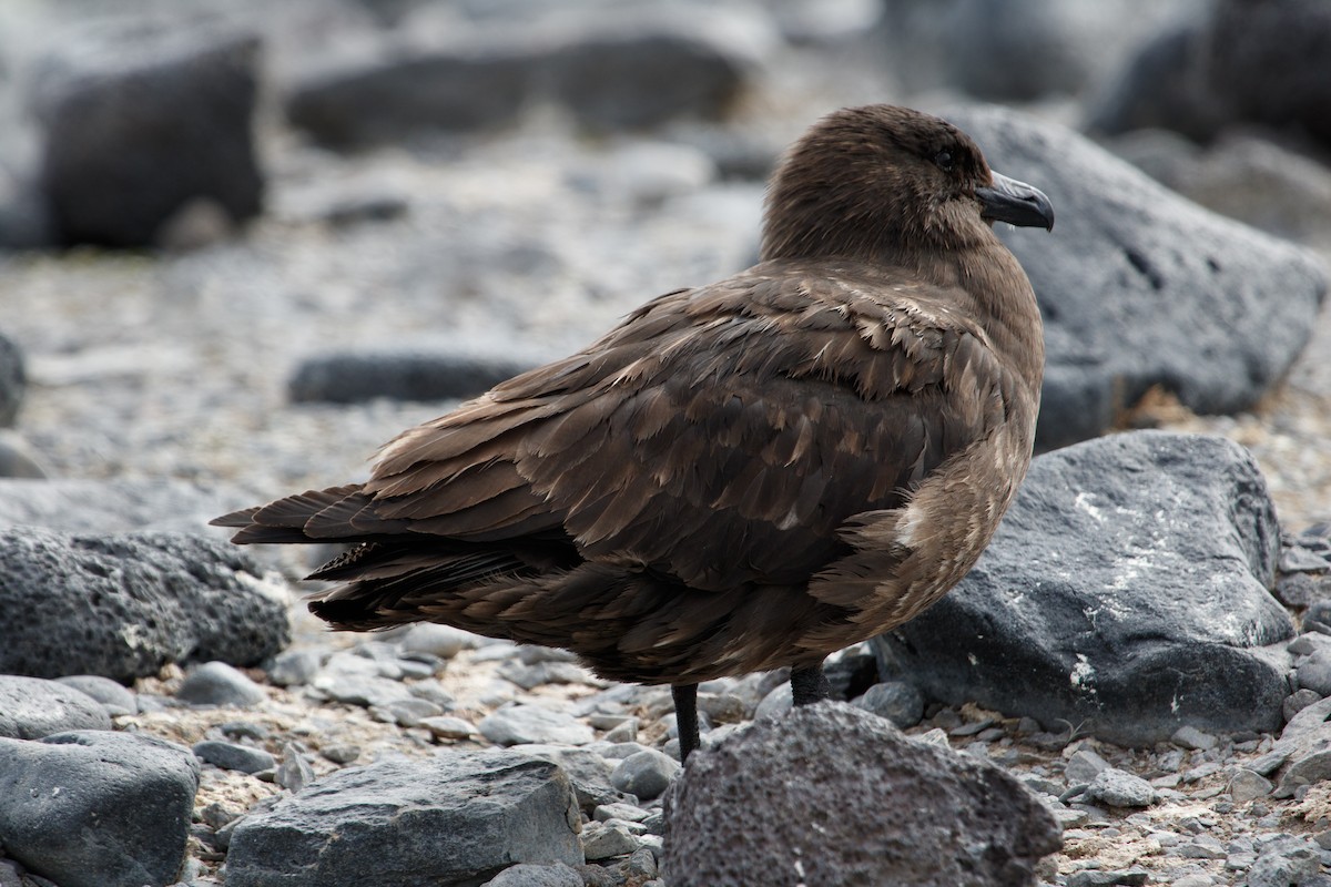 Brown Skua (Subantarctic) - ML649523556