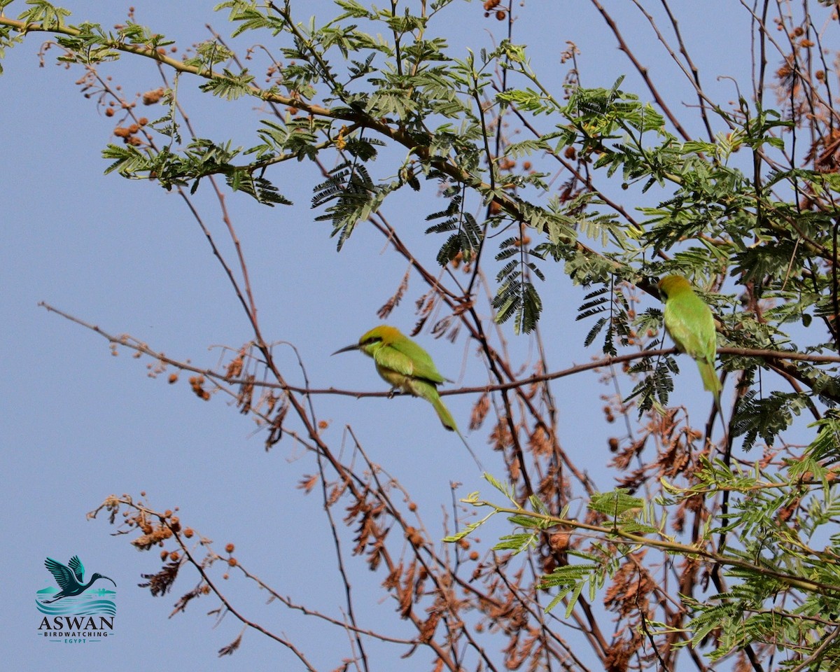 Бджолоїдка смарагдова - ML649523644