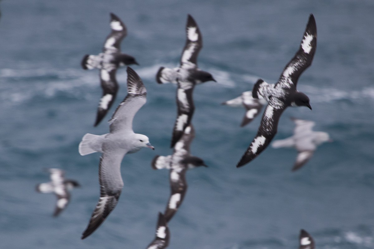 Southern Fulmar - ML649523717