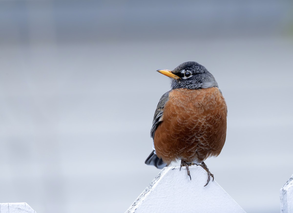 American Robin - ML649523796