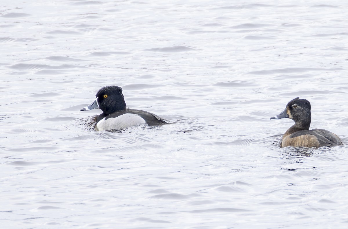 Ring-necked Duck - ML649523822