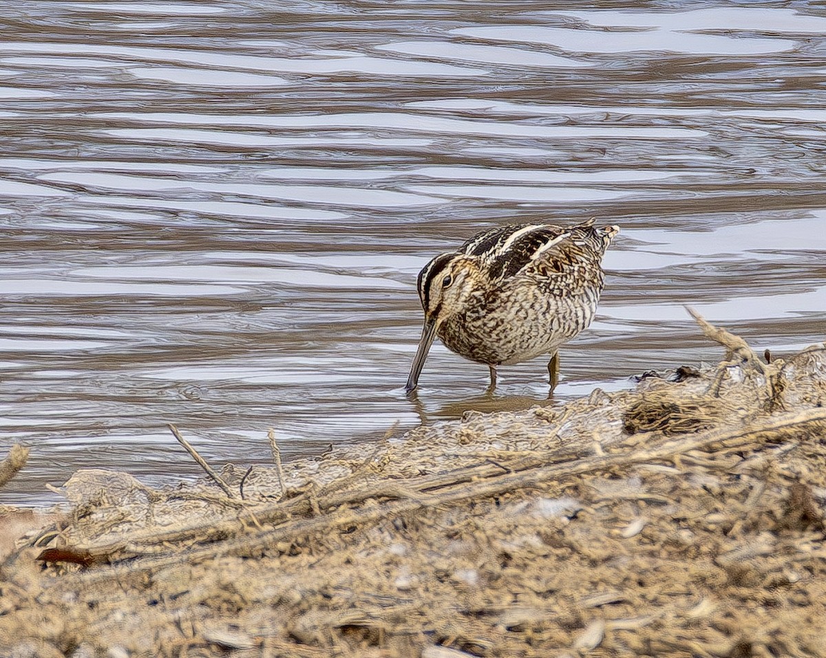 Wilson's Snipe - ML649523836