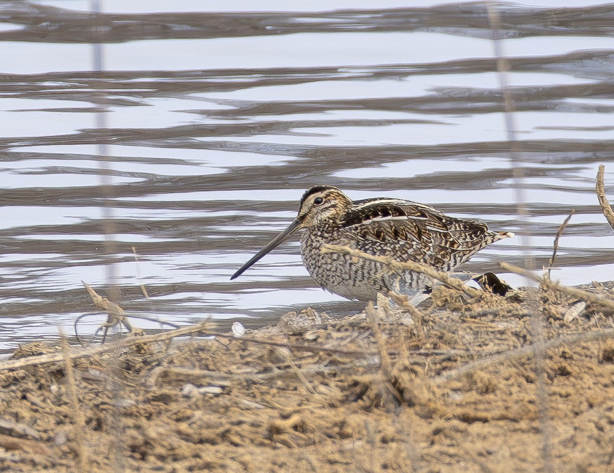 Wilson's Snipe - ML649523837