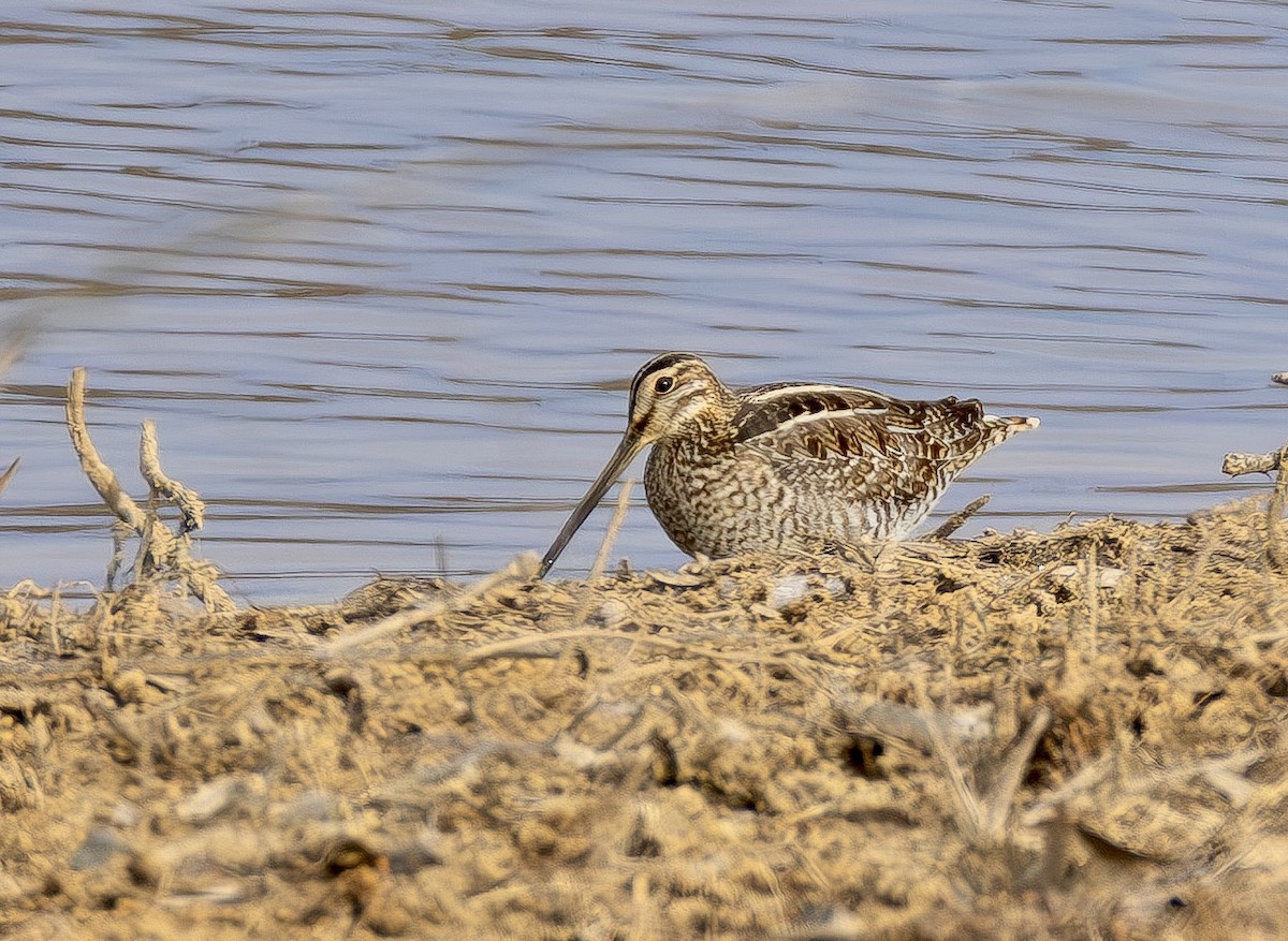 Wilson's Snipe - ML649523838