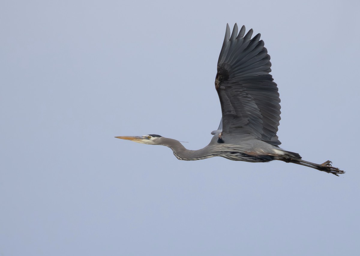 Great Blue Heron - ML649523850