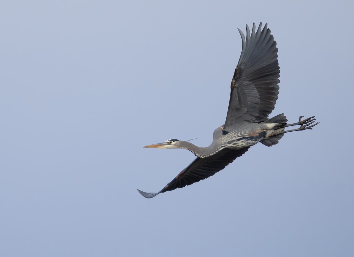 Great Blue Heron - ML649523851