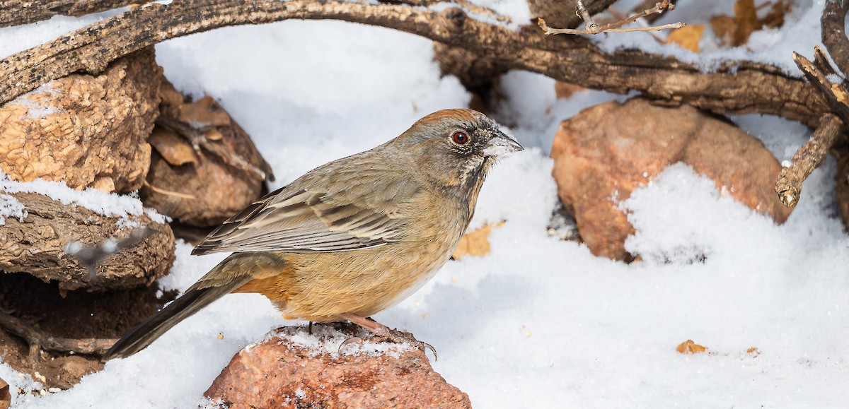 Бурый тохи x Пятнистый тохи (гибрид) - ML649524025