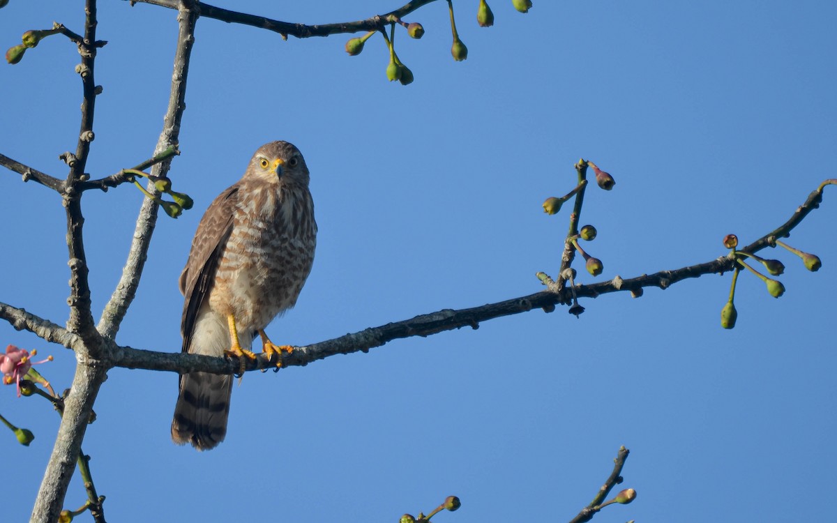 Wegebussard [magnirostris-Gruppe] - ML649524191