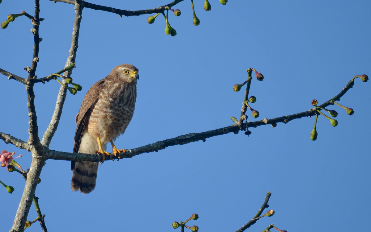 Wegebussard [magnirostris-Gruppe] - ML649524192
