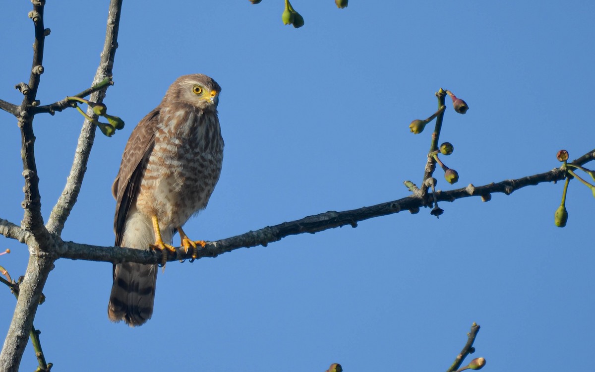 Wegebussard [magnirostris-Gruppe] - ML649524193