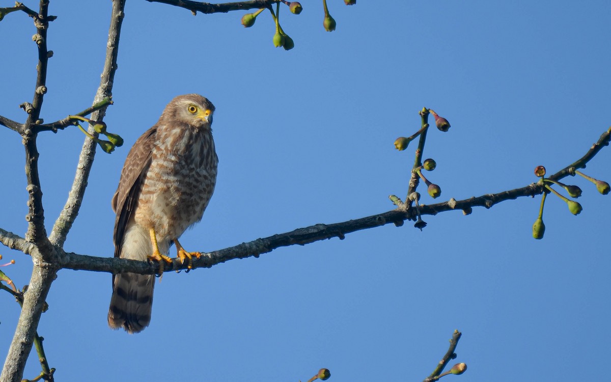 Wegebussard [magnirostris-Gruppe] - ML649524194