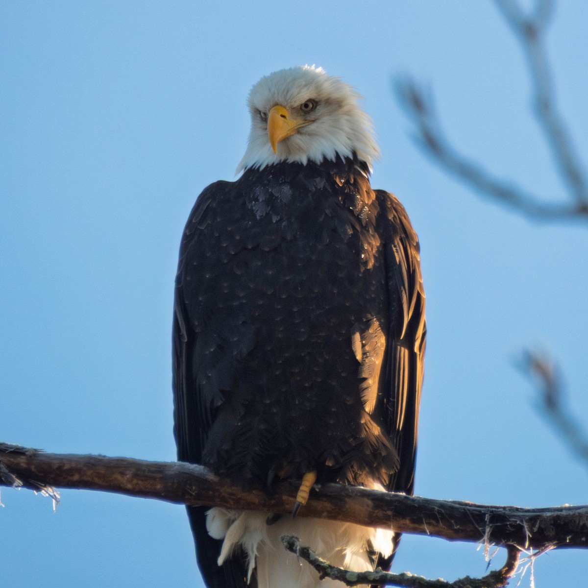 Bald Eagle - ML649524663