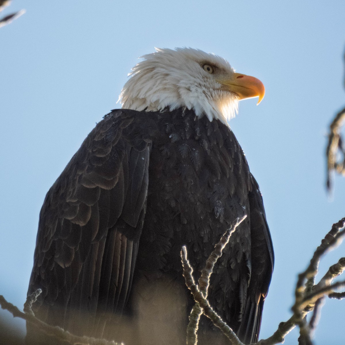 Bald Eagle - ML649524664