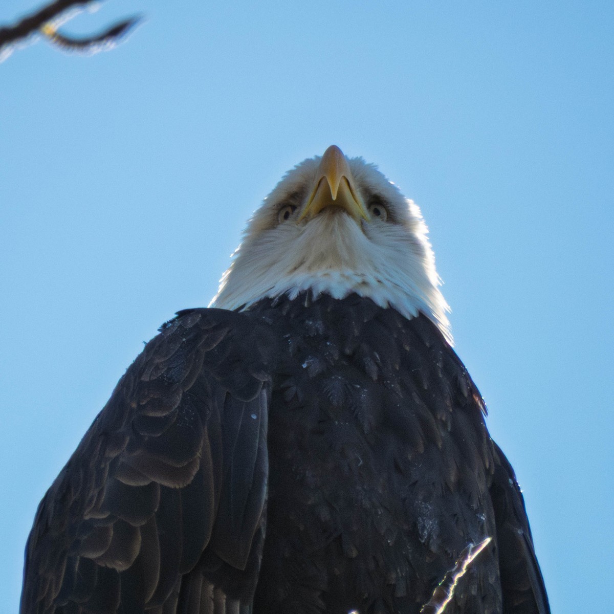 Bald Eagle - ML649524665