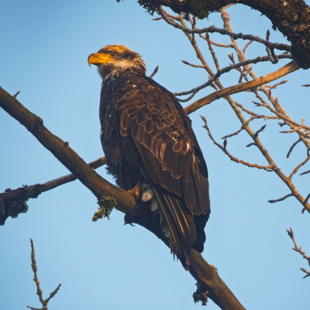 Bald Eagle - ML649524666