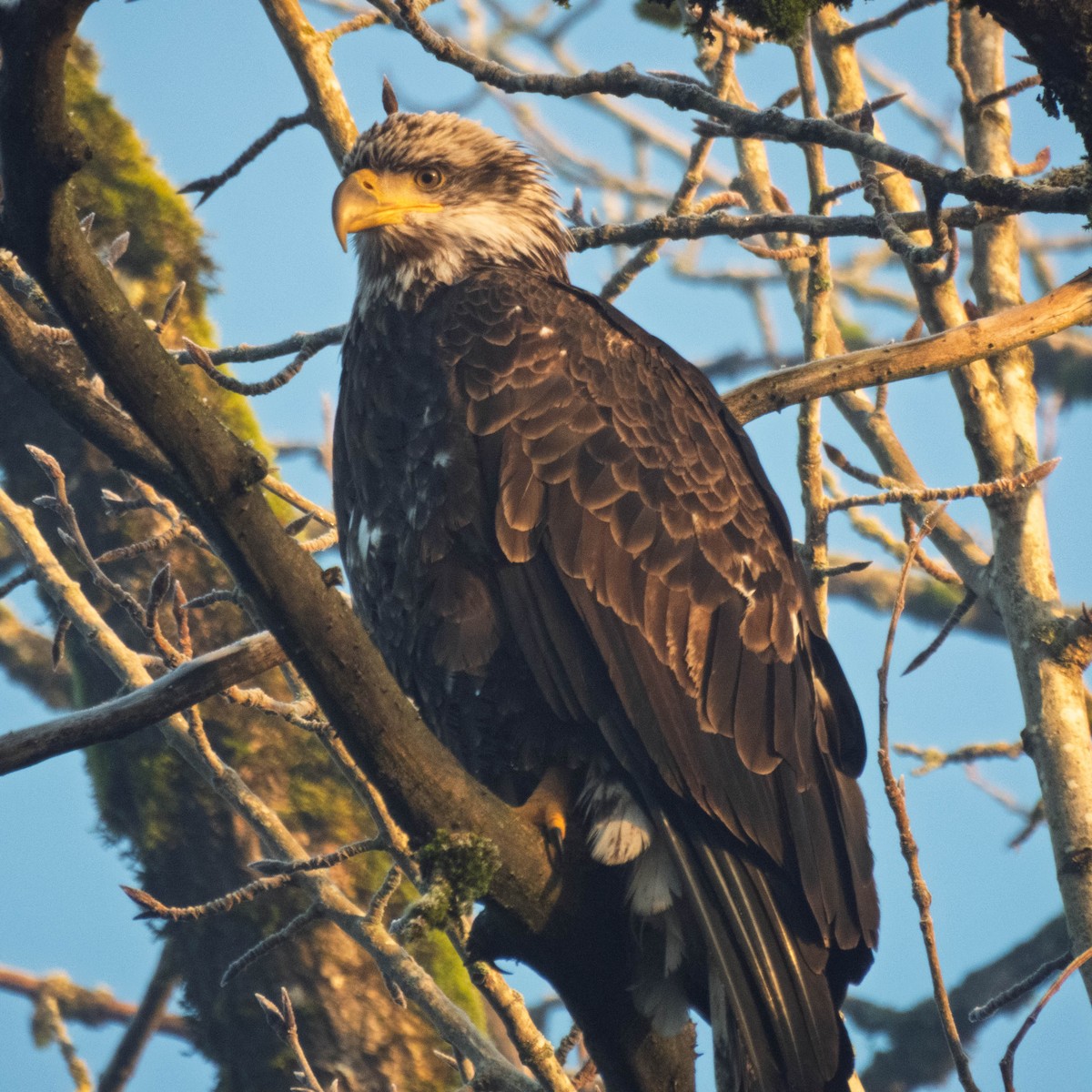 Bald Eagle - ML649524667