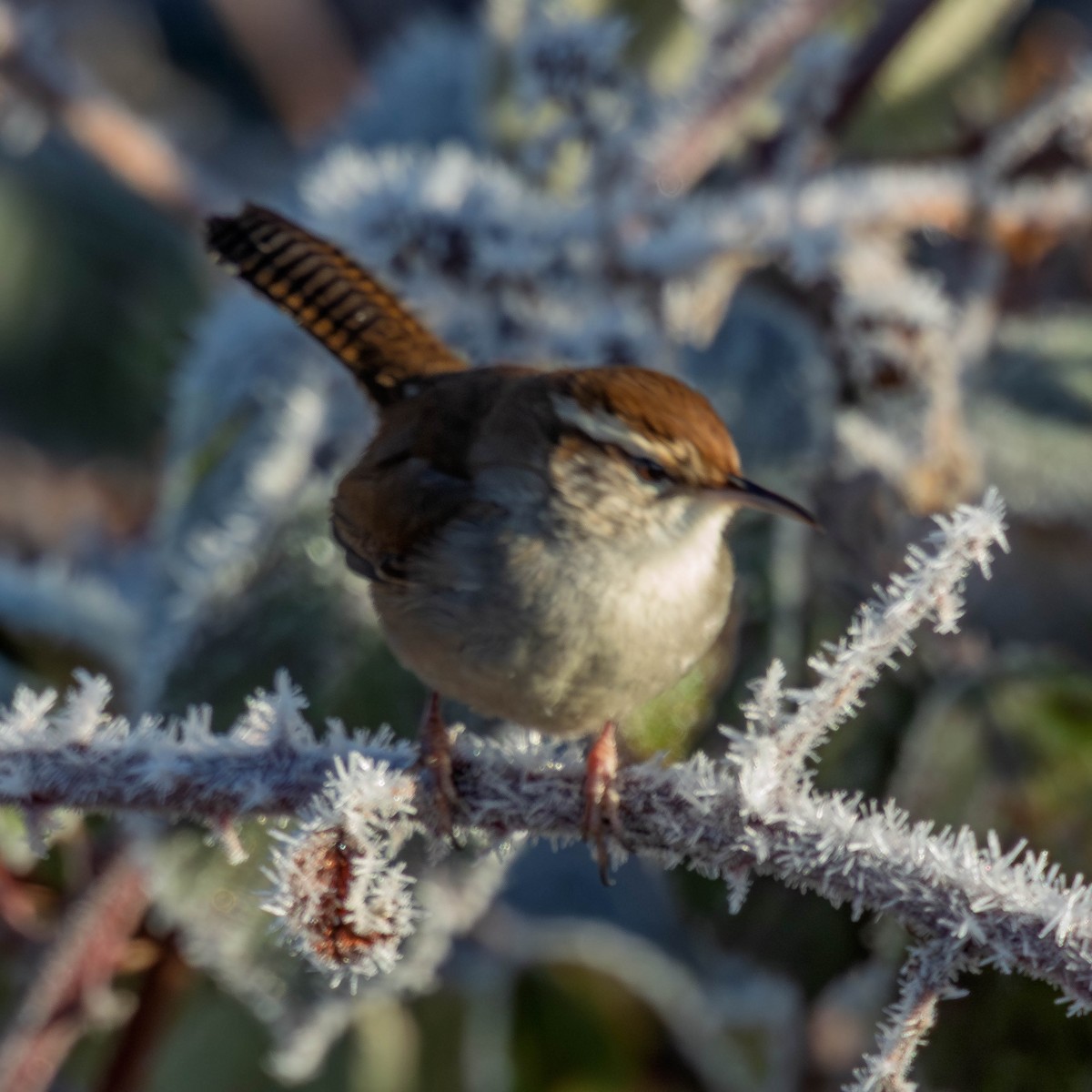 Bewick's Wren - ML649524675