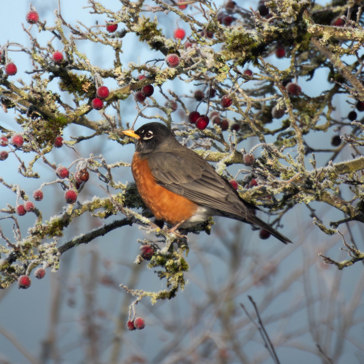 American Robin - ML649524677
