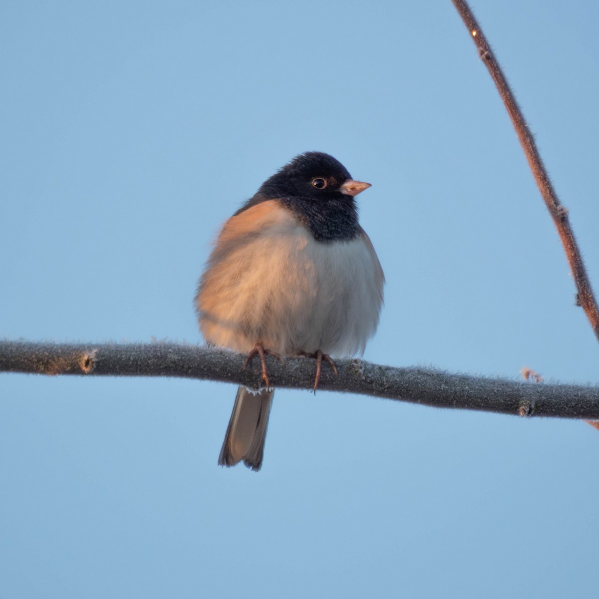 Dark-eyed Junco - ML649524679