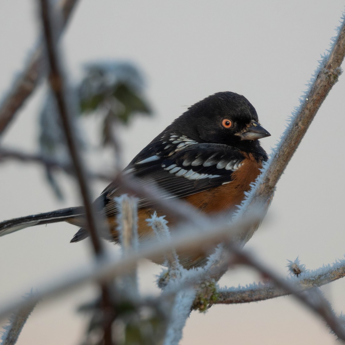 Spotted Towhee - ML649524690