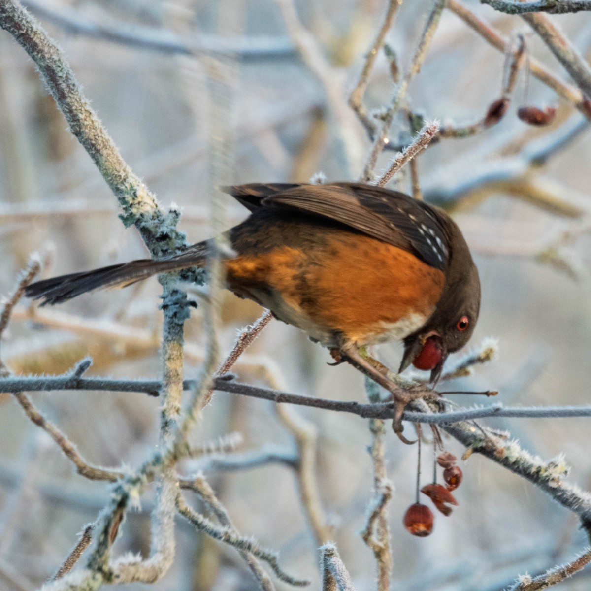 Spotted Towhee - ML649524691