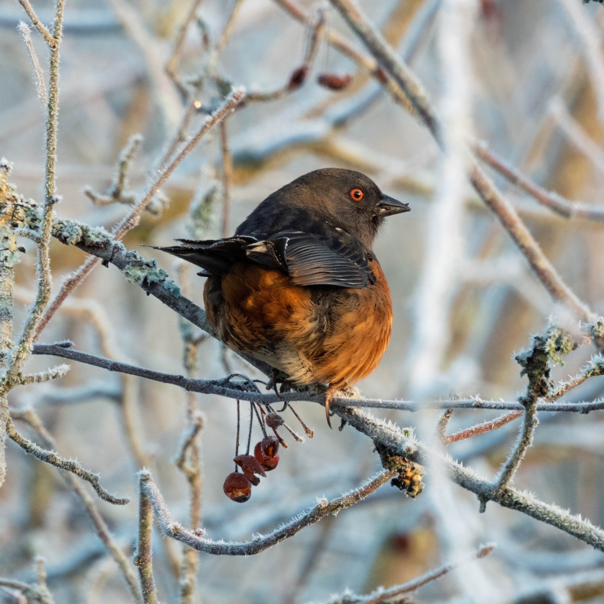 Spotted Towhee - ML649524692