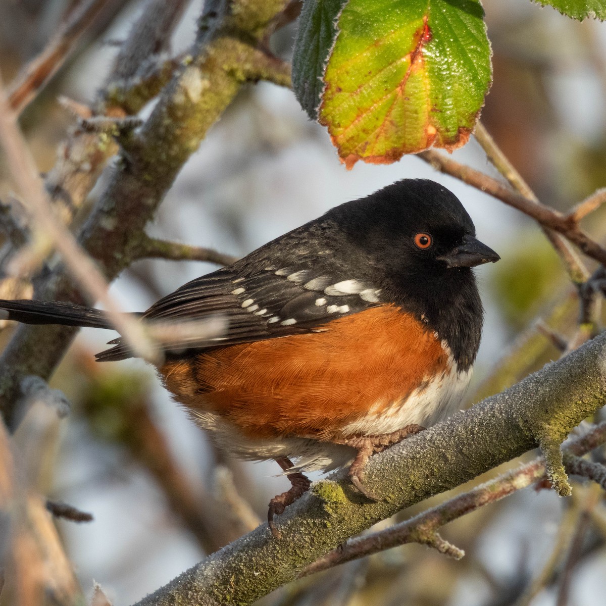 Spotted Towhee - ML649524693