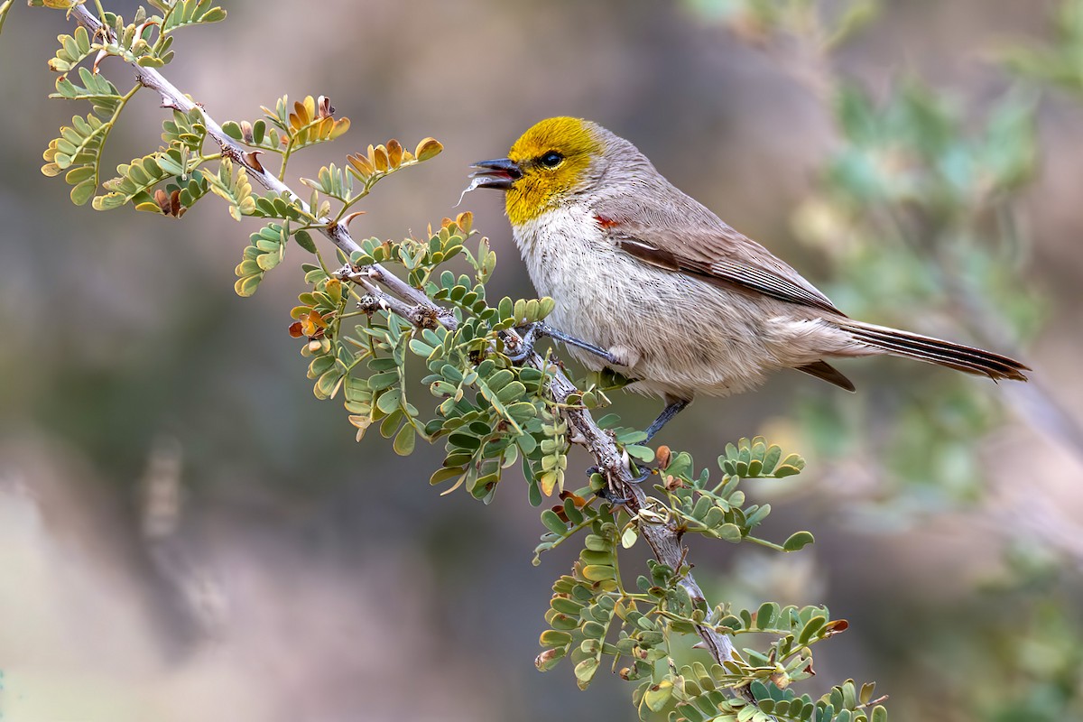 Verdin - ML649525023