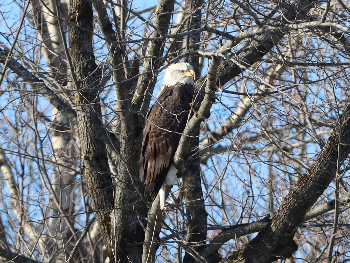 Bald Eagle - ML649525358
