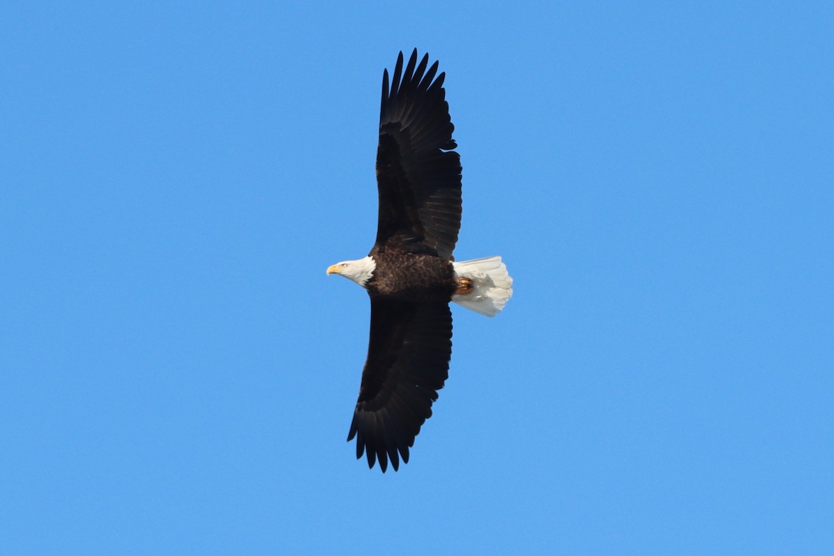 Bald Eagle - ML649525359
