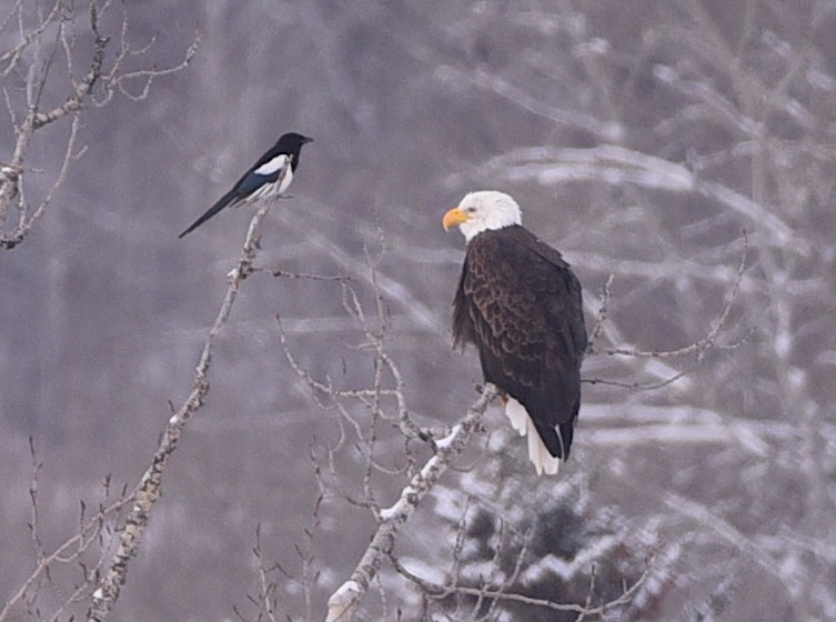 Bald Eagle - ML649525513