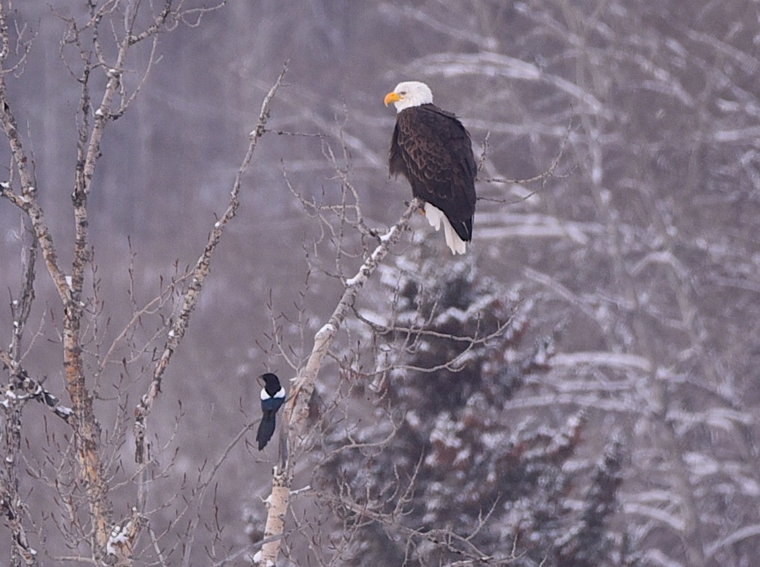 Bald Eagle - ML649525514