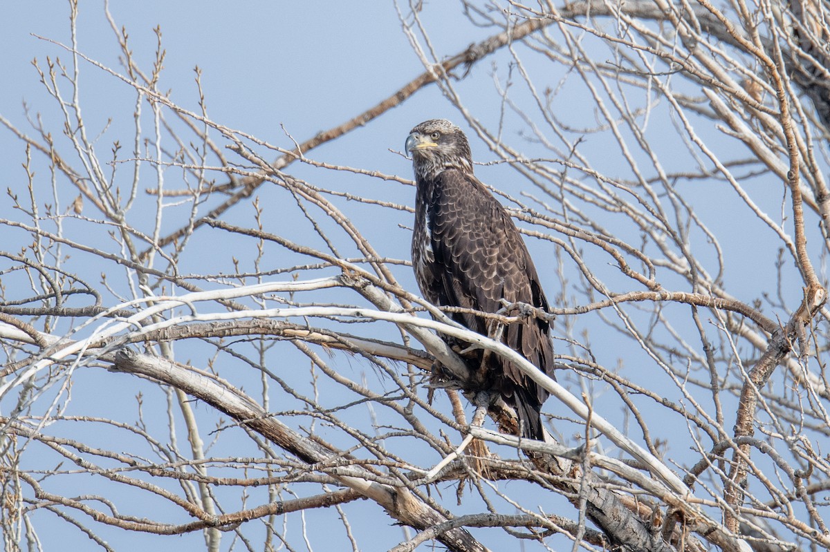 Bald Eagle - ML649525654