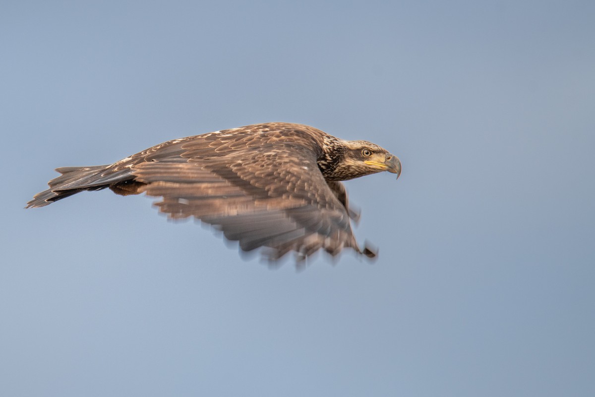 Bald Eagle - ML649525655
