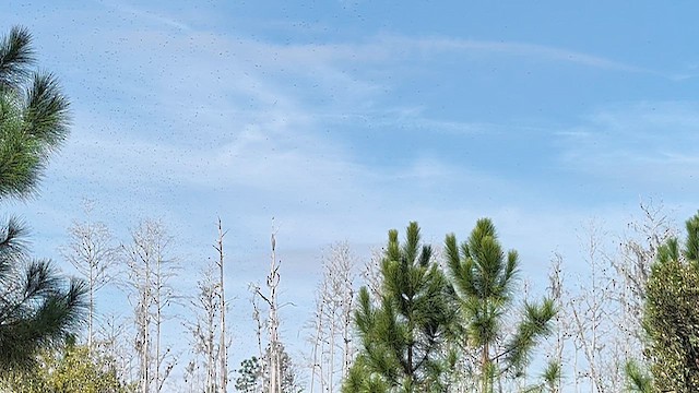 Tree Swallow - ML649525743