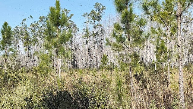 Tree Swallow - ML649525904