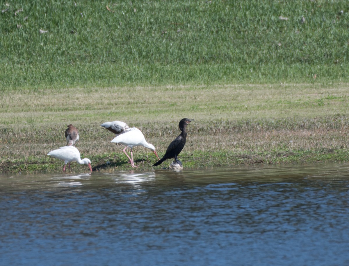 Neotropic Cormorant - ML649526027