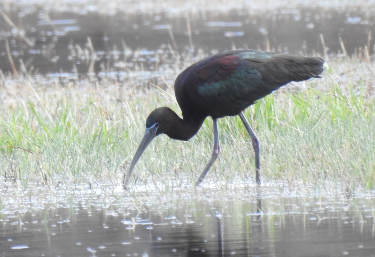 ibis hnědý - ML649526046