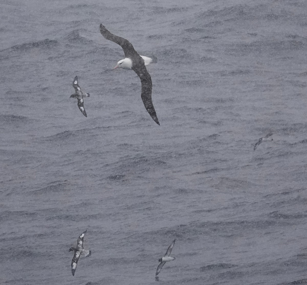 Black-browed Albatross - ML649526245