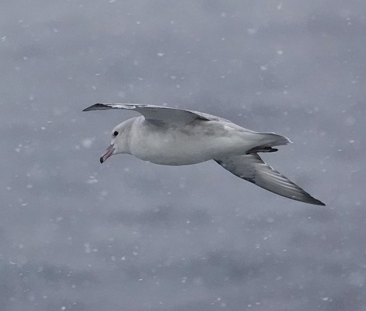 Southern Fulmar - ML649526256