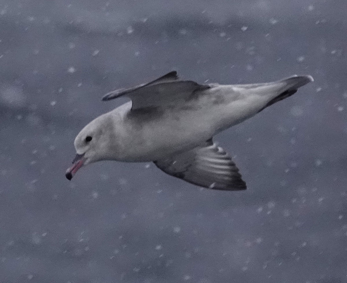 Southern Fulmar - ML649526257