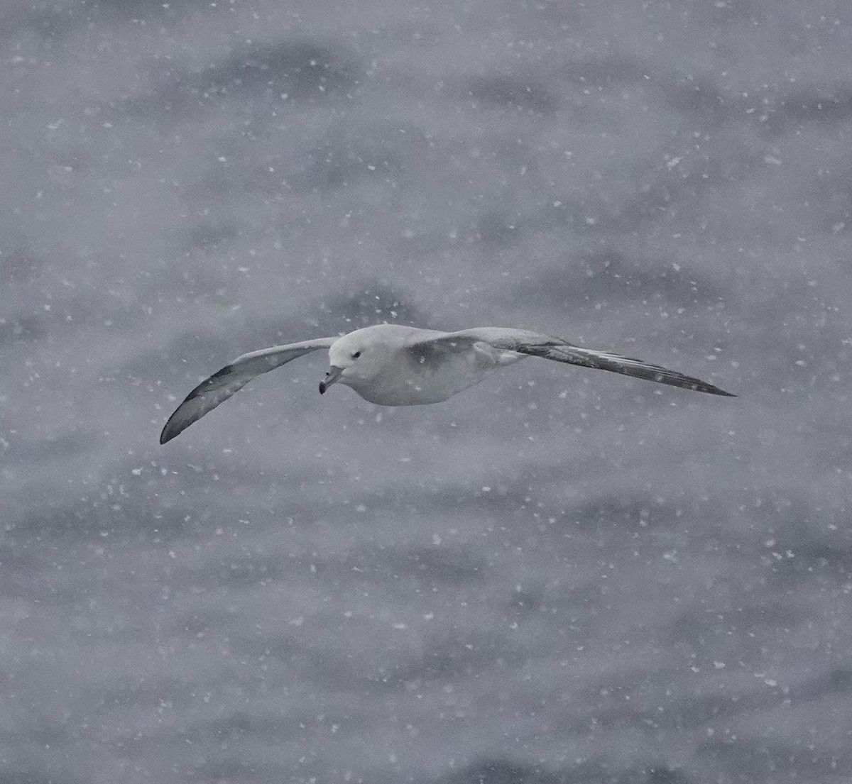 Southern Fulmar - ML649526258