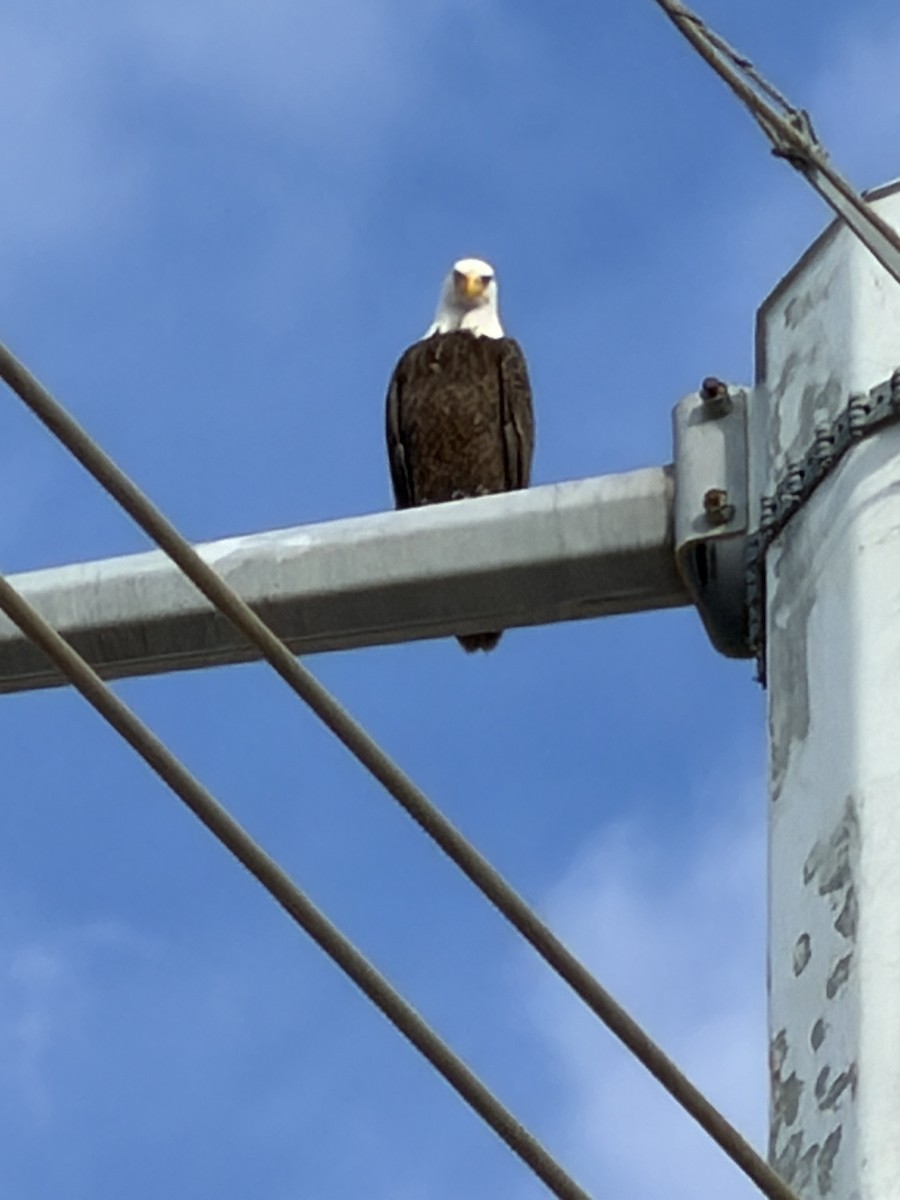 Bald Eagle - ML649526269