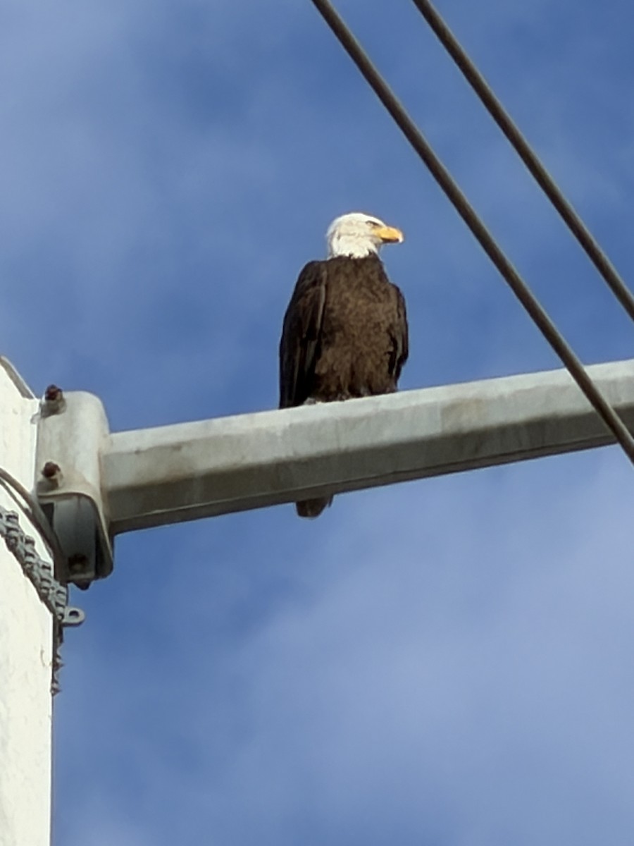 Bald Eagle - ML649526279
